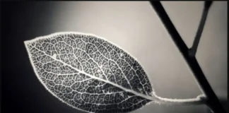 Hvad er tv-skarphed?